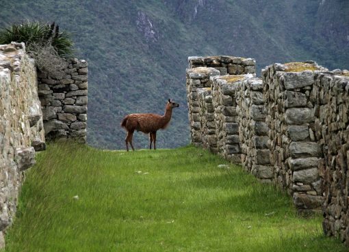 Pourquoi partir en croisière en Amérique du sud ?